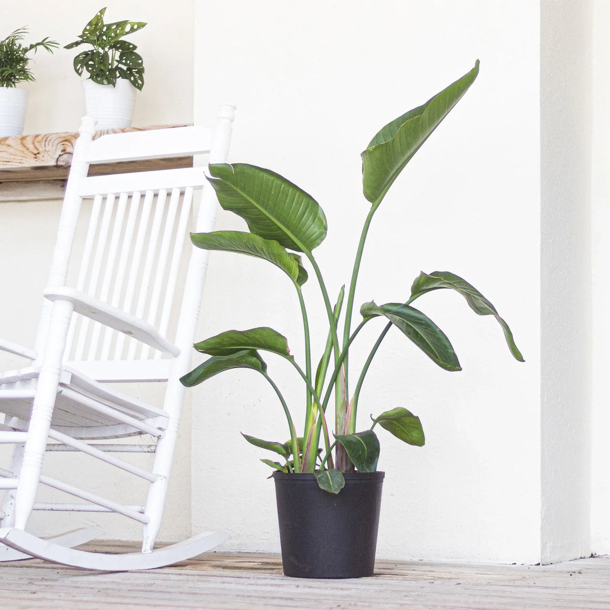 United Nursery Live White Bird of Paradise Plant 26-32 inches Tall in 9.25 inch Grower Pot